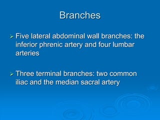 Branches
 Five lateral abdominal wall branches: the
inferior phrenic artery and four lumbar
arteries
 Three terminal branches: two common
iliac and the median sacral artery
 