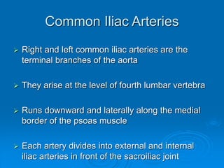 Common Iliac Arteries
 Right and left common iliac arteries are the
terminal branches of the aorta
 They arise at the level of fourth lumbar vertebra
 Runs downward and laterally along the medial
border of the psoas muscle
 Each artery divides into external and internal
iliac arteries in front of the sacroiliac joint
 