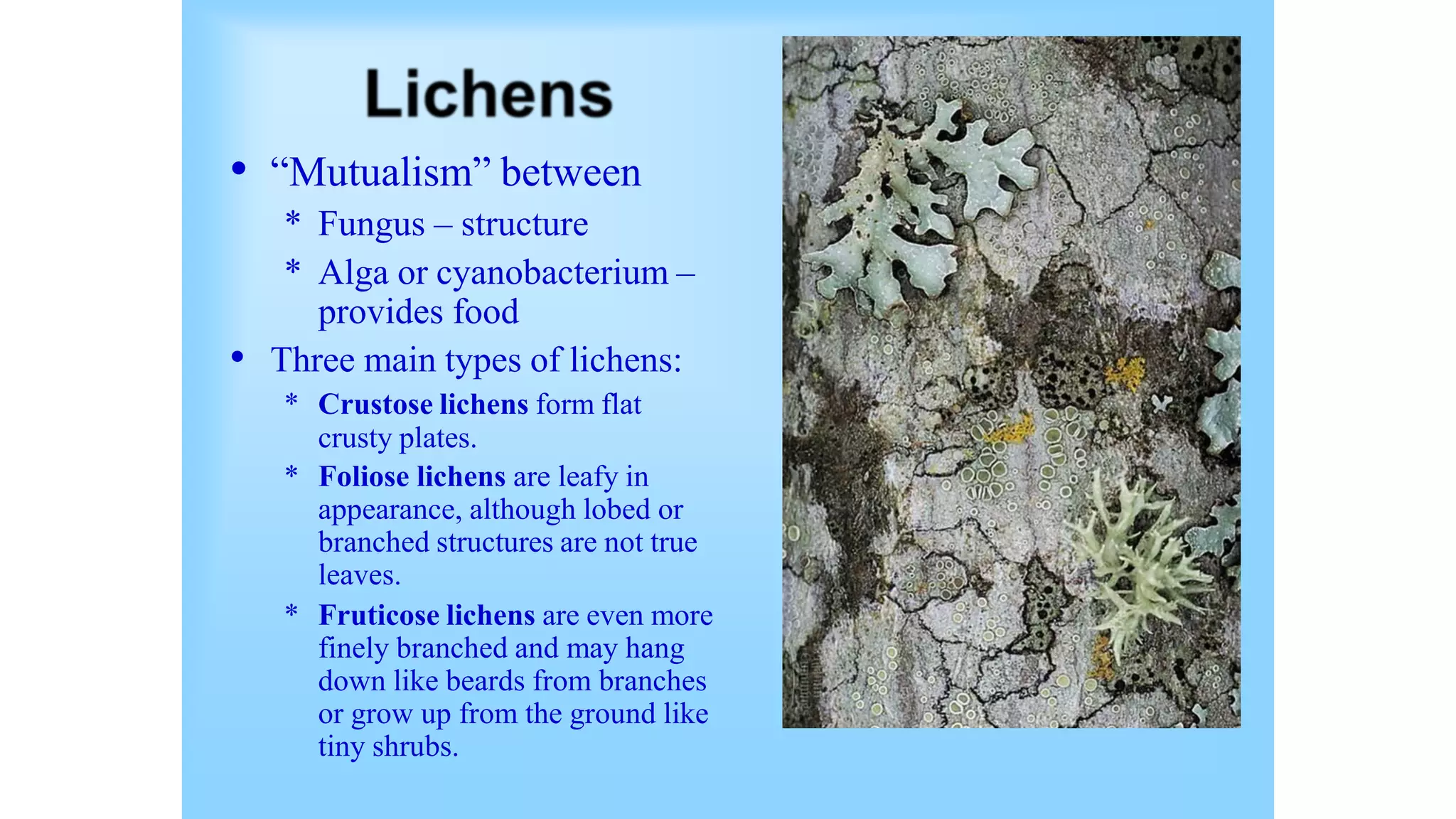 • “Mutualism” between
* Fungus – structure
* Alga or cyanobacterium –
provides food
• Three main types of lichens:
* Crustose lichens form flat
crusty plates.
* Foliose lichens are leafy in
appearance, although lobed or
branched structures are not true
leaves.
* Fruticose lichens are even more
finely branched and may hang
down like beards from branches
or grow up from the ground like
tiny shrubs.
 