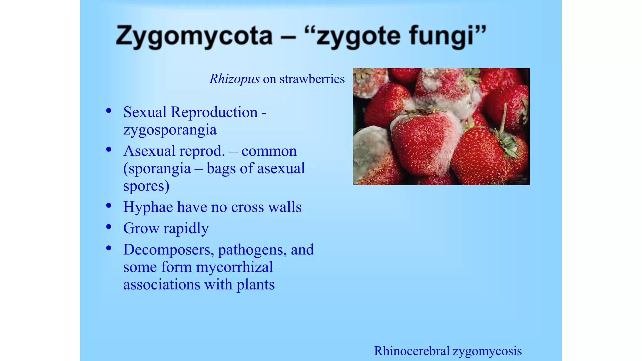 Rhizopus on strawberries
• Sexual Reproduction -
zygosporangia
• Asexual reprod. – common
(sporangia – bags of asexual
spores)
• Hyphae have no cross walls
• Grow rapidly
• Decomposers, pathogens, and
some form mycorrhizal
associations with plants
Rhinocerebral zygomycosis
 