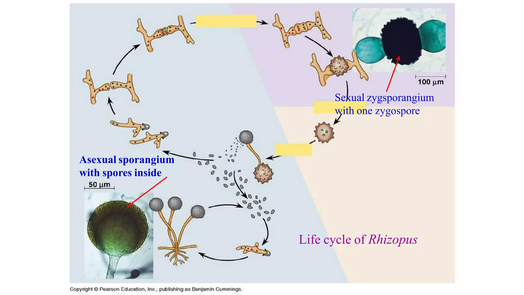 Life cycle of Rhizopus
Asexual sporangium
with spores inside
Sexual zygsporangium
with one zygospore
 
