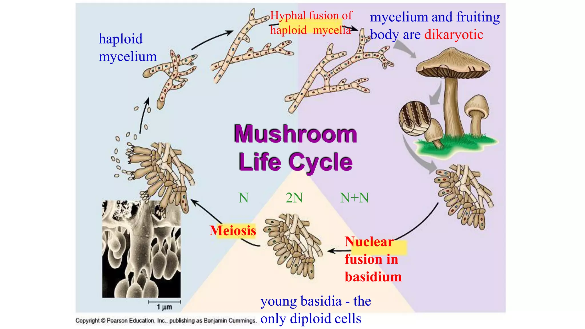 Meiosis
Hyphal fusion of
haploid mycelia
haploid
mycelium
Nuclear
fusion in
basidium
young basidia - the
only diploid cells
mycelium and fruiting
body are dikaryotic
Mushroom
Life Cycle
N 2N N+N
 