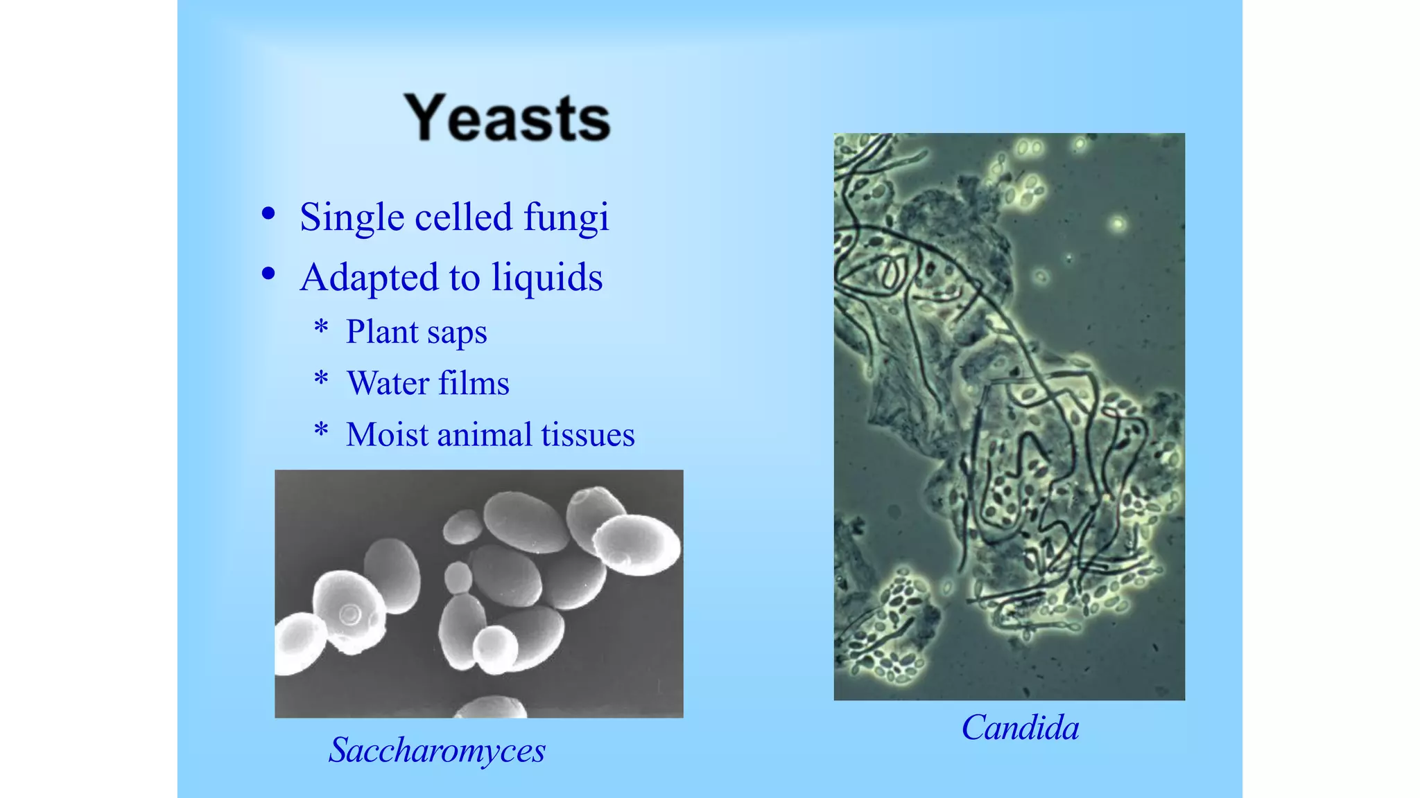 • Single celled fungi
• Adapted to liquids
* Plant saps
* Water films
* Moist animal tissues
Candida
Saccharomyces
 