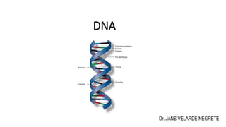 DNA
Dr. JANS VELARDE NEGRETE
 