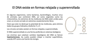 El DNA existe en formas relajada y superenrollada
En algunos organismos, como bacterias, bacteriófagos, muchos virus
de animales que contienen DNA, así como organelos como las
mitocondrias, los extremos de las moléculas de DNA están unidos para
crear un círculo cerrado sin extremos covalentemente libres
Claro que esto no destruye la polaridad de las moléculas, pero elimina
todos los grupos hidroxilo y fosforilo 3ʹ y 5ʹ.
Los círculos cerrados existen en formas relajada y superenrollada.
El DNA superenrollado es una forma preferida en sistemas biológicos.
Las enzimas que catalizan cambios topológicos del DNA se llaman
topoisomerasas, las cuales pueden relajar o insertar superhélices,
usando ATP como una fuente de energía.
 
