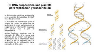 El DNA proporciona una plantilla
para replicación y transcripción
La información genética almacenada
en la secuencia de nucleótido del DNA
tiene dos propósitos.
Es la fuente de información para la
síntesis de todas las moléculas de
proteína de la célula y el organismo, y
proporciona la información heredada
por células hijas o por la
descendencia.
Ambas funciones requieren que la
molécula de DNA sirva como una
plantilla, en el primer caso para la
transcripción de la información hacia
el RNA, y en el segundo para la
replicación de la información hacia
moléculas de DNA hijas.
 