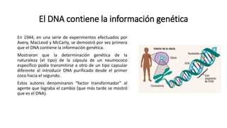 El DNA contiene la información genética
En 1944, en una serie de experimentos efectuados por
Avery, MacLeod y McCarty, se demostró por vez primera
que el DNA contiene la información genética.
Mostraron que la determinación genética de la
naturaleza (el tipo) de la cápsula de un neumococo
específico podía transmitirse a otro de un tipo capsular
diferente al introducir DNA purificado desde el primer
coco hacia el segundo.
Estos autores denominaron “factor transformador” al
agente que lograba el cambio (que más tarde se mostró
que es el DNA).
 