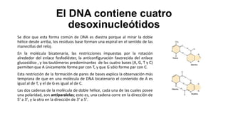 El DNA contiene cuatro
desoxinucleótidos
Se dice que esta forma común de DNA es diestra porque al mirar la doble
hélice desde arriba, los residuos base forman una espiral en el sentido de las
manecillas del reloj.
En la molécula bicatenaria, las restricciones impuestas por la rotación
alrededor del enlace fosfodiéster, la anticonfiguración favorecida del enlace
glucosídico , y los tautómeros predominantes de las cuatro bases (A, G, T y C)
permiten que A únicamente forme par con T, y que G sólo forme par con C.
Esta restricción de la formación de pares de bases explica la observación más
temprana de que en una molécula de DNA bicatenario el contenido de A es
igual al de T, y el de G es igual al de C.
Las dos cadenas de la molécula de doble hélice, cada una de las cuales posee
una polaridad, son antiparalelas; esto es, una cadena corre en la dirección de
5ʹ a 3ʹ, y la otra en la dirección de 3ʹ a 5ʹ.
 