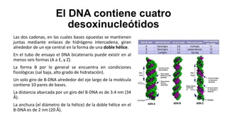 El DNA contiene cuatro
desoxinucleótidos
Las dos cadenas, en las cuales bases opuestas se mantienen
juntas mediante enlaces de hidrógeno intercadena, giran
alrededor de un eje central en la forma de una doble hélice.
En el tubo de ensayo el DNA bicatenario puede existir en al
menos seis formas (A a E, y Z).
La forma B por lo general se encuentra en condiciones
fisiológicas (sal baja, alto grado de hidratación).
Un solo giro de B-DNA alrededor del eje largo de la molécula
contiene 10 pares de bases.
La distancia abarcada por un giro del B-DNA es de 3.4 nm (34
Å).
La anchura (el diámetro de la hélice) de la doble hélice en el
B-DNA es de 2 nm (20 Å).
 
