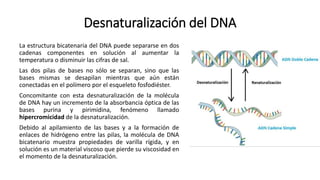 Desnaturalización del DNA
La estructura bicatenaria del DNA puede separarse en dos
cadenas componentes en solución al aumentar la
temperatura o disminuir las cifras de sal.
Las dos pilas de bases no sólo se separan, sino que las
bases mismas se desapilan mientras que aún están
conectadas en el polímero por el esqueleto fosfodiéster.
Concomitante con esta desnaturalización de la molécula
de DNA hay un incremento de la absorbancia óptica de las
bases purina y pirimidina, fenómeno llamado
hipercromicidad de la desnaturalización.
Debido al apilamiento de las bases y a la formación de
enlaces de hidrógeno entre las pilas, la molécula de DNA
bicatenario muestra propiedades de varilla rígida, y en
solución es un material viscoso que pierde su viscosidad en
el momento de la desnaturalización.
 