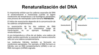 Renaturalización del DNA
Es importante señalar que las cadenas separadas de DNA
se renaturalizarán o reasociarán cuando se logren
condiciones de temperatura y sal fisiológicas apropiadas;
este proceso de retemplado suele llamarse hibridación.
El índice de reasociación depende de la concentración de
las cadenas complementarias.
La reasociación de las dos cadenas de DNA
complementarias de un cromosoma luego de
transcripción es un ejemplo fisiológico de
renaturalización.
A una temperatura y cifras de sal dadas, una cadena de
ácido nucleico particular se asociará de manera estrecha
sólo con una cadena complementaria.
Las moléculas híbridas también se formarán en
condiciones apropiadas. Por ejemplo, el DNA formará un
híbrido, con un DNA complementario (cDNA) o con un
RNA mensajero (mRNA) cognado.
 