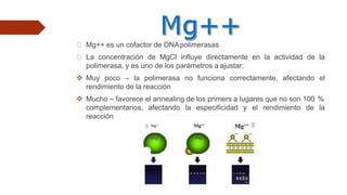 Mg++ es un cofactor de DNApolimerasas
La concentración de MgCl influye directamente en la actividad de la
polimerasa, y es uno de los parámetros a ajustar:
 Muy poco – la polimerasa no funciona correctamente, afectando el
rendimiento de la reacción
 Mucho – favorece el annealing de los primers a lugares que no son 100 %
complementarios, afectando la especificidad y el rendimiento de la
reacción
 