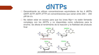 Generalmente se utilizan concentraciones equimolares de los 4 dNTPs
(dATP, dCTP, dGTP, dTTP) en concentraciones que varían entre 200 – 250
μM de c/u.
No deben estar en exceso para que los iones Mg++ no estén formando
complejos con los dNTPs y no disponibles como cofactores para la
enzima. Se afecta el rendimiento de la reacción y la fidelidad del producto
final
 