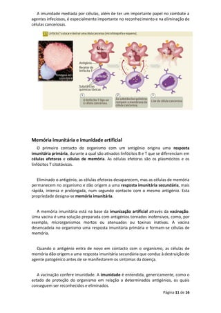 Página 11 de 16
A imunidade mediada por células, além de ter um importante papel no combate a
agentes infeciosos, é especialmente importante no reconhecimento e na eliminação de
células cancerosas.
Memória imunitária e imunidade artificial
O primeiro contacto do organismo com um antigénio origina uma resposta
imunitária primária, durante a qual são ativados linfócitos B e T que se diferenciam em
células efetoras e células de memória. As células efetoras são os plasmócitos e os
linfócitos T citotóxicos.
Eliminado o antigénio, as células efetoras desaparecem, mas as células de memória
permanecem no organismo e dão origem a uma resposta imunitária secundária, mais
rápida, intensa e prolongada, num segundo contacto com o mesmo antigénio. Esta
propriedade designa-se memória imunitária.
A memória imunitária está na base da imunização artificial através da vacinação.
Uma vacina é uma solução preparada com antigénios tornados inofensivos, como, por
exemplo, microrganismos mortos ou atenuados ou toxinas inativas. A vacina
desencadeia no organismo uma resposta imunitária primária e formam-se células de
memória.
Quando o antigénio entra de novo em contacto com o organismo, as células de
memória dão origem a uma resposta imunitária secundária que conduz à destruição do
agente patogénico antes de se manifestarem os sintomas da doença.
A vacinação confere imunidade. A imunidade é entendida, genericamente, como o
estado de proteção do organismo em relação a determinados antigénios, os quais
conseguem ser reconhecidos e eliminados.
 