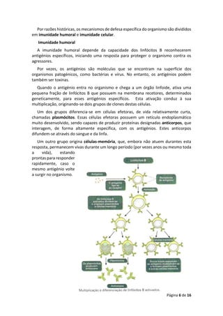Página 6 de 16
Por razões históricas, os mecanismos de defesa específica do organismo são divididos
em imunidade humoral e imunidade celular.
Imunidade humoral
A imunidade humoral depende da capacidade dos linfócitos B reconhecerem
antigénios específicos, iniciando uma resposta para proteger o organismo contra os
agressores.
Por vezes, os antigénios são moléculas que se encontram na superfície dos
organismos patogénicos, como bactérias e vírus. No entanto, os antigénios podem
também ser toxinas.
Quando o antigénio entra no organismo e chega a um órgão linfoide, ativa uma
pequena fração de linfócitos B que possuem na membrana recetores, determinados
geneticamente, para esses antigénios específicos. Esta ativação conduz à sua
multiplicação, originando-se dois grupos de clones destas células.
Um dos grupos diferencia-se em células efetoras, de vida relativamente curta,
chamadas plasmócitos. Essas células efetoras possuem um retículo endoplasmático
muito desenvolvido, sendo capazes de produzir proteínas designadas anticorpos, que
interagem, de forma altamente específica, com os antigénios. Estes anticorpos
difundem-se através do sangue e da linfa.
Um outro grupo origina células-memória, que, embora não atuem durantes esta
resposta, permanecem vivas durante um longo período (por vezes anos ou mesmo toda
a vida), estando
prontas para responder
rapidamente, caso o
mesmo antigénio volte
a surgir no organismo.
 