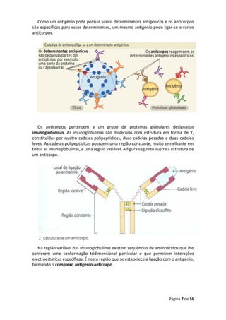 Página 7 de 16
Como um antigénio pode possuir vários determinantes antigénicos e os anticorpos
são específicos para esses determinantes, um mesmo antigénio pode ligar-se a vários
anticorpos.
Os anticorpos pertencem a um grupo de proteínas globulares designadas
imunoglobulinas. As imunoglobulinas são moléculas com estrutura em forma de Y,
constituídas por quatro cadeias polipeptídicas, duas cadeias pesadas e duas cadeias
leves. As cadeias polipeptídicas possuem uma região constante, muito semelhante em
todas as imunoglobulinas, e uma região variável. A figura seguinte ilustra a estrutura de
um anticorpo.
Na região variável das imunoglobulinas existem sequências de aminoácidos que lhe
conferem uma conformação tridimensional particular e que permitem interações
electroestáticas específicas. É nesta região que se estabelece a ligação com o antigénio,
formando o complexo antigénio-anticorpo.
 