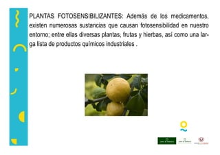 PLANTAS FOTOSENSIBILIZANTES: Además de los medicamentos,
existen numerosas sustancias que causan fotosensibilidad en nuestro
entorno; entre ellas diversas plantas, frutas y hierbas, así como una lar-
ga lista de productos químicos industriales .
 
