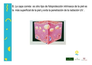 B. La capa cornéa es otro tipo de fotoprotección intrínseca de la piel es
la más superficial de la piel y evita la penetración de la radiación UV .
 