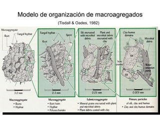 Modelo de organización de macroagregados
Modelo de organización de macroagregados
(Tisdall & Oades, 1982)
 