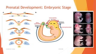 Prenatal Development: Embryonic Stage
30/05/2022
Compiled by C Settley 9
 