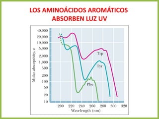 LOS AMINOÁCIDOS AROMÁTICOS
ABSORBEN LUZ UV
 