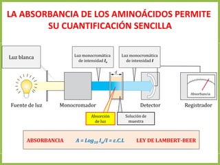 LA ABSORBANCIA DE LOS AMINOÁCIDOS PERMITE
SU CUANTIFICACIÓN SENCILLA
Luz blanca
Fuente de luz Monocromador Detector Registrador
Absorbancia
Luz monocromática
de intensidad Io
Luz monocromática
de intensidad I
Absorción
de luz
ABSORBANCIA A = Log10 Io/I = ε.C.L LEY DE LAMBERT-BEER
Solución de
muestra
 