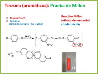 Tirosina (aromáticos): Prueba de Millon
4. Aminoácidos 37
 Tirosina (Tyr, Y)
 Complejo:
nitrato de mercurio + Tyr + Millon
Reactivo Millon
(nitrato de mercurio)
condensación
 