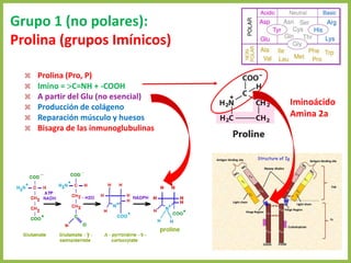 Grupo 1 (no polares):
Prolina (grupos Imínicos)
 Prolina (Pro, P)
 Imino = C=NH + -COOH
 A partir del Glu (no esencial)
 Producción de colágeno
 Reparación músculo y huesos
 Bisagra de las inmunoglubulinas
Iminoácido
Amina 2a
 