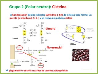 Grupo 2 (Polar neutro): Cisteina
1) Condensación de dos radicales sulfhidrilo (–SH) de cisteína para formar un
puente de disulfuro (–S–S–) y un nuevo aminoácido cistina
 plegamiento y enlaces cruzados de cadenas polipeptídicas
4. Aminoácidos 42
dímero
No esencial
 
