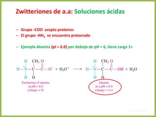 Zwitteriones de a.a: Soluciones ácidas
– Grupo -COO- acepta protones
– El grupo -NH3 se encuentra protonado
– Ejemplo Alanina (pI = 6.0) por debajo de pH = 6, tiene carga 1+
4. Aminoácidos 53
 