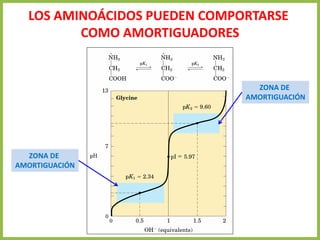 LOS AMINOÁCIDOS PUEDEN COMPORTARSE
COMO AMORTIGUADORES
ZONA DE
AMORTIGUACIÓN
ZONA DE
AMORTIGUACIÓN
 