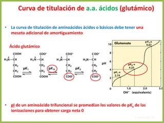 Curva de titulación de a.a. ácidos (glutámico)
• La curva de titulación de aminoácidos ácidos o básicos debe tener una
meseta adicional de amortiguamiento
• pI de un aminoácido trifuncional se promedian los valores de pKa de las
ionizaciones para obtener carga neta 0
4. Aminoácidos 62
Ácido glutámico
 