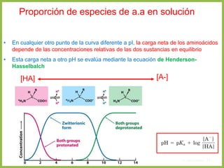 Proporción de especies de a.a en solución
• En cualquier otro punto de la curva diferente a pI, la carga neta de los aminoácidos
depende de las concentraciones relativas de las dos sustancias en equilibrio
• Esta carga neta a otro pH se evalúa mediante la ecuación de Henderson-
Hasselbalch
4. Aminoácidos 74
[A-]
[HA]
 
