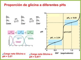 Proporción de glicina a diferentes pHs
¿Carga neta Glicina a
pH = 3.0?
¿Carga neta Glicina a
pH = 5,97?
 
