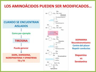 LOS AMINOÁCIDOS PUEDEN SER MODIFICADOS…
CUANDO SE ENCUENTRAN
AISLADOS
Como por ejemplo
TIROSINA
Puede generar
DOPA, DOPAMINA,
NOREPINEFRINA Y EPINEFRINA
T3 y T4
DOPAMINA
Neurotransmisores
Centro del placer
Repetir conductas
Dopamina
vs
Serotonina
 