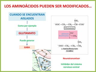 LOS AMINOÁCIDOS PUEDEN SER MODIFICADOS…
CUANDO SE ENCUENTRAN
AISLADOS
Como por ejemplo
GLUTAMATO
Puede generar
GABA
Neurotransmisor
Inhibidor del sistema
nervioso central
 