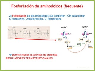 Fosforilación de aminoácidos (frecuente)
2) Fosforilación de los aminoácidos que contienen –OH para formar
O-fosfoserina, O-fosfotreonina, O- fosfotirosina
 permite regular la actividad de proteínas
REGULADORES TRANSCRIPCIONALES
4. Aminoácidos 95
 