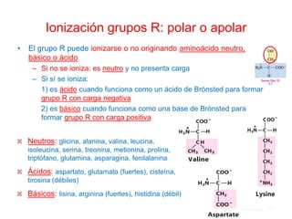 Ionización grupos R: polar o apolar
• El grupo R puede ionizarse o no originando aminoácido neutro,
básico o ácido
– Si no se ioniza: es neutro y no presenta carga
– Si sí se ioniza:
1) es ácido cuando funciona como un ácido de Brönsted para formar
grupo R con carga negativa
2) es básico cuando funciona como una base de Brönsted para
formar grupo R con carga positiva
4. Aminoácidos 103
 Neutros: glicina, alanina, valina, leucina,
isoleucina, serina, treonina, metionina, prolina,
triptófano, glutamina, asparagina, fenilalanina
 Ácidos: aspartato, glutamato (fuertes), cisteína,
tirosina (débiles)
 Básicos: lisina, arginina (fuertes), histidina (débil)
 
