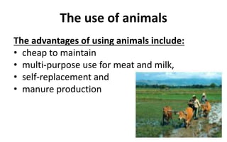 The use of animals
The advantages of using animals include:
• cheap to maintain
• multi-purpose use for meat and milk,
• self-replacement and
• manure production
 