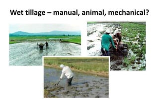 Wet tillage – manual, animal, mechanical?
 