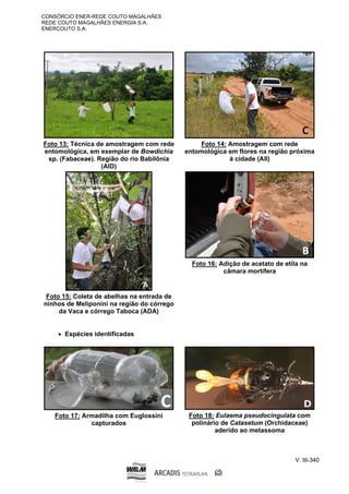 CONSÓRCIO ENER-REDE COUTO MAGALHÃES
REDE COUTO MAGALHÃES ENERGIA S.A.
ENERCOUTO S.A.
V. III-340
Foto 13: Técnica de amostragem com rede
entomológica, em exemplar de Bowdichia
sp. (Fabaceae). Região do rio Babilônia
(AID)
Foto 14: Amostragem com rede
entomológica em flores na região próxima
à cidade (AII)
Foto 15: Coleta de abelhas na entrada de
ninhos de Meliponini na região do córrego
da Vaca e córrego Taboca (ADA)
Foto 16: Adição de acetato de etila na
câmara mortífera
 Espécies identificadas
Foto 17: Armadilha com Euglossini
capturados
Foto 18: Eulaema pseudocingulata com
polinário de Catasetum (Orchidaceae)
aderido ao metassoma
 