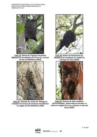 CONSÓRCIO ENER-REDE COUTO MAGALHÃES
REDE COUTO MAGALHÃES ENERGIA S.A.
ENERCOUTO S.A.
V. III-341
Foto 19: Ninho de Trigona truculenta
(Meliponini) localizado em Ficus sp. na área
da foz rio Babilônia (ADA)
Foto 20: Ninho de Partamona sp.
(Meliponini) localizado na região de
córrego da Vaca (ADA)
Foto 21: Entrada do ninho de Tetragona
clavipes em tronco de Cariocar brasiliensis
na região do Rio Babilônia (AID)
Foto 22: Ninhos de Apis mellifera
(africanizadas), observada em fendas na
rocha na região da Loca, próxima a casa de
força (ADA)
 