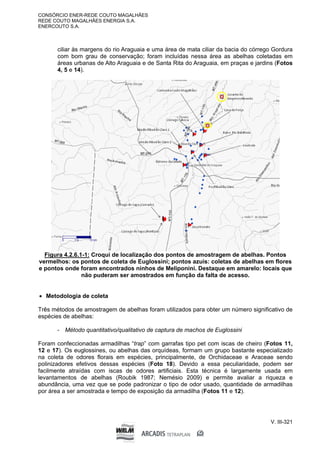 CONSÓRCIO ENER-REDE COUTO MAGALHÃES
REDE COUTO MAGALHÃES ENERGIA S.A.
ENERCOUTO S.A.
V. III-321
ciliar às margens do rio Araguaia e uma área de mata ciliar da bacia do córrego Gordura
com bom grau de conservação; foram incluídas nessa área as abelhas coletadas em
áreas urbanas de Alto Araguaia e de Santa Rita do Araguaia, em praças e jardins (Fotos
4, 5 e 14).
Figura 4.2.6.1-1: Croqui de localização dos pontos de amostragem de abelhas. Pontos
vermelhos: os pontos de coleta de Euglossini; pontos azuis: coletas de abelhas em flores
e pontos onde foram encontrados ninhos de Meliponini. Destaque em amarelo: locais que
não puderam ser amostrados em função da falta de acesso.
 Metodologia de coleta
Três métodos de amostragem de abelhas foram utilizados para obter um número significativo de
espécies de abelhas:
- Método quantitativo/qualitativo de captura de machos de Euglossini
Foram confeccionadas armadilhas “trap” com garrafas tipo pet com iscas de cheiro (Fotos 11,
12 e 17). Os euglossines, ou abelhas das orquídeas, formam um grupo bastante especializado
na coleta de odores florais em espécies, principalmente, de Orchidaceae e Araceae sendo
polinizadores efetivos dessas espécies (Foto 18). Devido a essa peculiaridade, podem ser
facilmente atraídas com iscas de odores artificiais. Esta técnica é largamente usada em
levantamentos de abelhas (Roubik 1987; Nemésio 2009) e permite avaliar a riqueza e
abundância, uma vez que se pode padronizar o tipo de odor usado, quantidade de armadilhas
por área a ser amostrada e tempo de exposição da armadilha (Fotos 11 e 12).
 