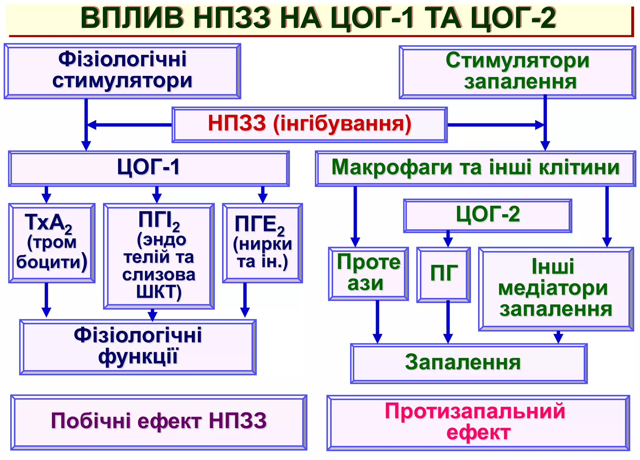 ВПЛИВ НПЗЗ НА ЦОГ-1 ТА ЦОГ-2
Фізіологічні
стимулятори
Стимулятори
запалення
ЦОГ-1 Макрофаги та інші клітини
Побічні ефект НПЗЗ
Фізіологічні
функції
ТхА2
(тром
боцити)
ПГI2
(эндо
телій та
слизова
ШКТ)
ПГЕ2
(нирки
та ін.)
Запалення
Інші
медіатори
запалення
ПГ
Проте
ази
ЦОГ-2
Протизапальний
ефект
НПЗЗ (інгібування)
 