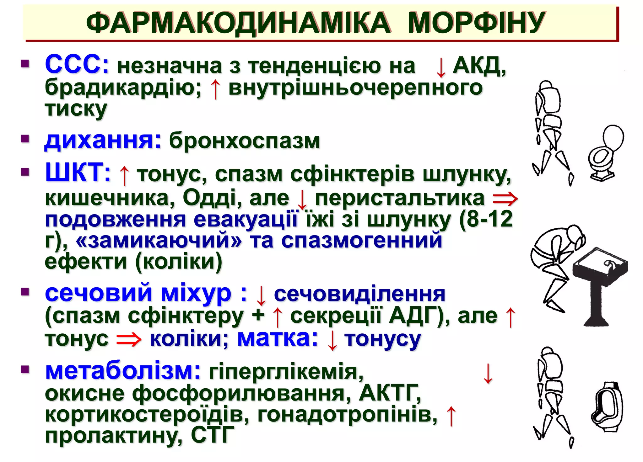 ССС: незначна з тенденцією на ↓ АКД,
брадикардію; ↑ внутрішньочерепного
тиску
 дихання: бронхоспазм
 ШКТ: ↑ тонус, спазм сфінктерів шлунку,
кишечника, Одді, але ↓ перистальтика 
подовження евакуації їжі зі шлунку (8-12
г), «замикаючий» та спазмогенний
ефекти (коліки)
 сечовий міхур : ↓ сечовиділення
(спазм сфінктеру + ↑ секреції АДГ), але ↑
тонус  коліки; матка: ↓ тонусу
 метаболізм: гіперглікемія, ↓
окисне фосфорилювання, АКТГ,
кортикостероїдів, гонадотропінів, ↑
пролактину, СТГ
ФАРМАКОДИНАМІКА МОРФІНУ
 