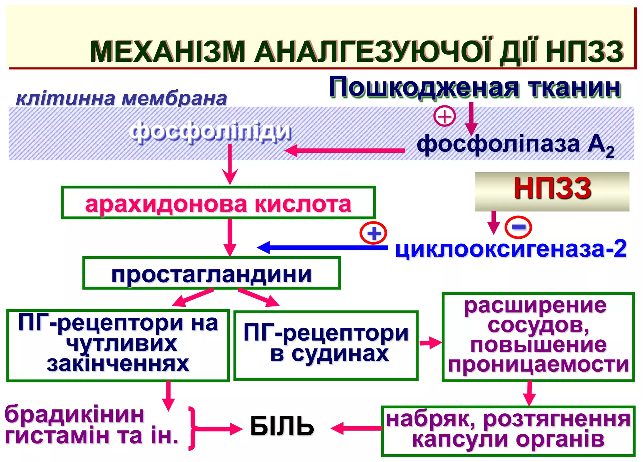клітинна мембрана
МЕХАНІЗМ АНАЛГЕЗУЮЧОЇ ДІЇ НПЗЗ
фосфоліпіди
Пошкодженая тканин
+
арахидонова кислота
НПЗЗ
простагландини
циклооксигеназа-2
-
ПГ-рецептори на
чутливих
закінченнях
ПГ-рецептори
в судинах
расширение
сосудов,
повышение
проницаемости
набряк, розтягнення
капсули органів
брадикінин
гистамін та ін. БІЛЬ
фосфоліпаза А2
+
 