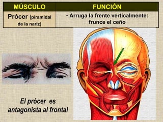 Musulo Procer 4.SISTEMA MUSCULAR I.ppt