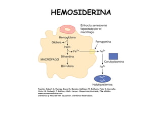HEMOSIDERINA
 