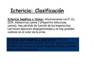 Ictericia hepática o tóxica: intoxicaciones con P, Cu,
CCl4, Adenovirus canino 1 (Hepatitis infecciosa
canina). Hay pérdida de función de los hepatocitos.
Las heces aparecen despigmentadas y no hay grandes
cambios en el color de la orina
Ictericia post hepática u obstructiva: Fasciola
hepática en bovinos y ovinos, tumores, mecánicamente.
En este caso las heces están despigmentadas mientras
que la orina se oscurece.
Ictericia: Clasificación
 