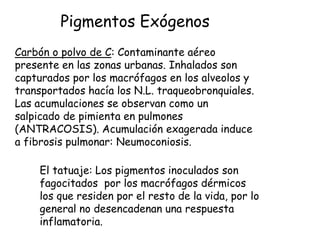 Carbón o polvo de C: Contaminante aéreo
presente en las zonas urbanas. Inhalados son
capturados por los macrófagos en los alveolos y
transportados hacía los N.L. traqueobronquiales.
Las acumulaciones se observan como un
salpicado de pimienta en pulmones
(ANTRACOSIS). Acumulación exagerada induce
a fibrosis pulmonar: Neumoconiosis.
El tatuaje: Los pigmentos inoculados son
fagocitados por los macrófagos dérmicos
los que residen por el resto de la vida, por lo
general no desencadenan una respuesta
inflamatoria.
Pigmentos Exógenos
 